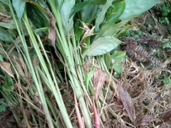 草果無硫零添加-草果種植產(chǎn)地批發(fā)價供應-四川草果銷售圖2