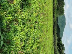 100萬棵芒果苗基地直供，歡迎實地考察訂購圖2