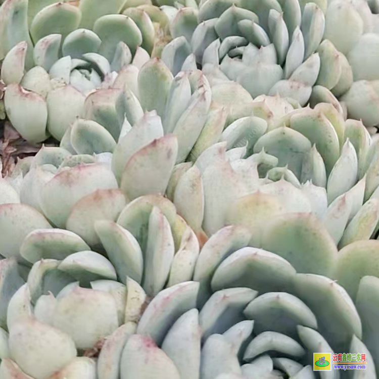基地 植物批發(fā)價(jià)格表 云南批發(fā)基地在哪里