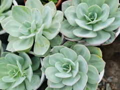 多肉種植基地布置圖 多肉植物批發(fā)基地在哪 云南多肉批發(fā)市場圖1