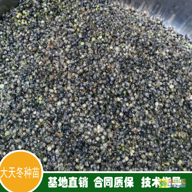 天冬苗多少錢一棵 天冬苗多少錢一株 天冬苗葉子的形狀