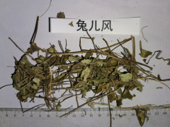 云南兔耳風(fēng)貨源多多，優(yōu)質(zhì)好貨圖1