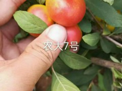 四川鈣果苗哪里有賣 中華鈣果苗價格 鈣果苗什么時候種植圖3