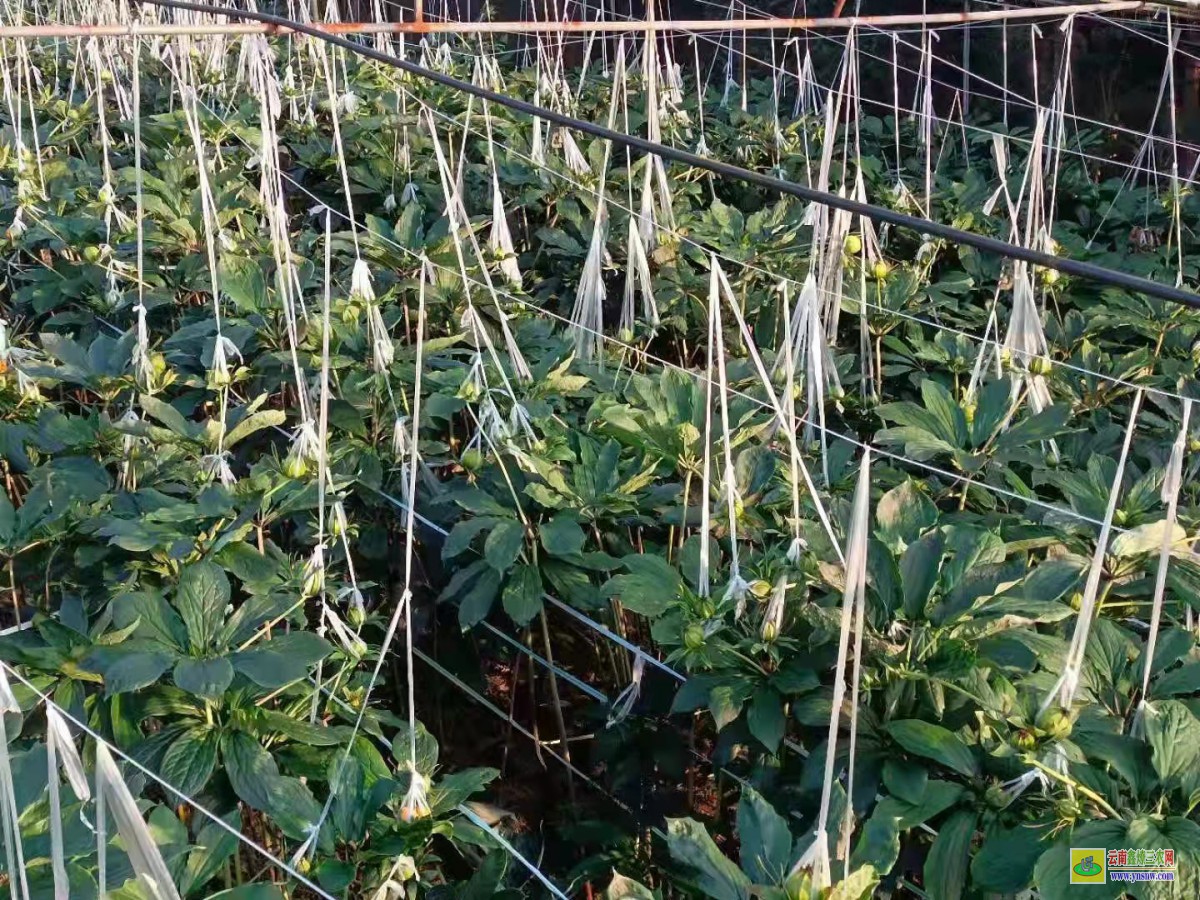 思南重樓種子多少錢一斤 重樓種子育苗方法 基地重樓種子價(jià)格