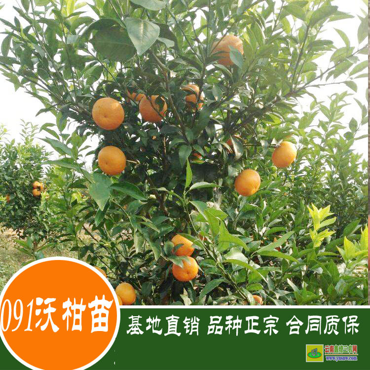 沾益沃柑袋苗多少錢一棵？ 沃柑苗到哪里買才真 武鳴沃柑苗價格