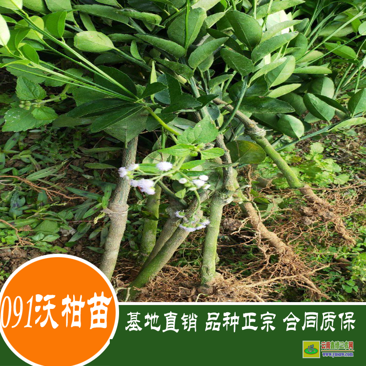 鎮(zhèn)沅沃柑袋苗哪里有賣 沃柑苗幾年掛果 四川沃柑苗價格表