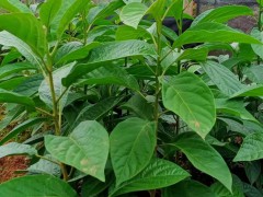 馬比木價格多少一斤圖1