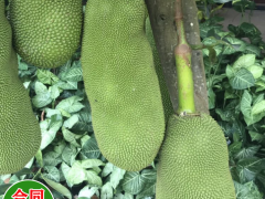 湖北菠蘿蜜苗長(zhǎng)什么樣 菠蘿蜜苗哪里有賣 菠蘿蜜苗圖片超清圖2