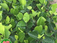 安徽紅肉菠蘿蜜苗 菠蘿蜜苗用什么肥料 菠蘿蜜苗哪個品種好圖2
