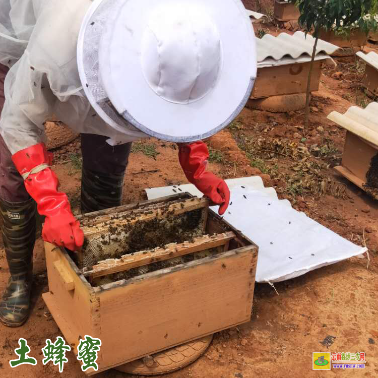 麗江蜂蜜價(jià)格多少錢(qián)一斤 土蜂蜜價(jià)格多少錢(qián)一斤 云南蜂蜜價(jià)格