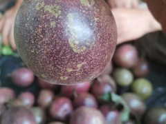 預(yù)計(jì)2021年百香果價(jià)格 百香果價(jià)格行情 百香果價(jià)格是多少圖1