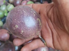 百香果價格圖片 百香果價格行情走勢 廣西百香果價格圖1