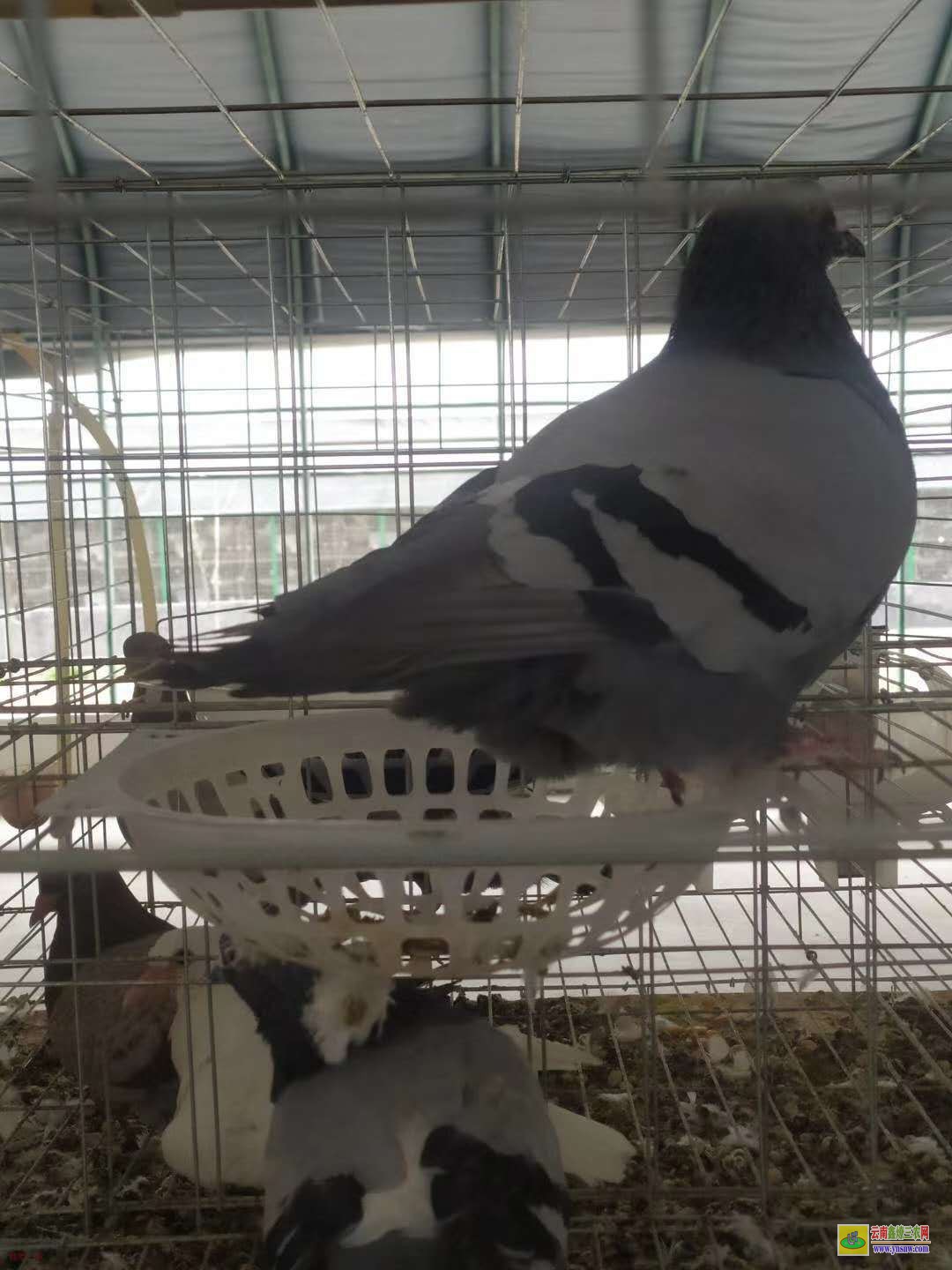 沂南肉鴿價格市場行情 肉鴿行情肉鴿價格行情 種鴿價格求購信鴿種鴿