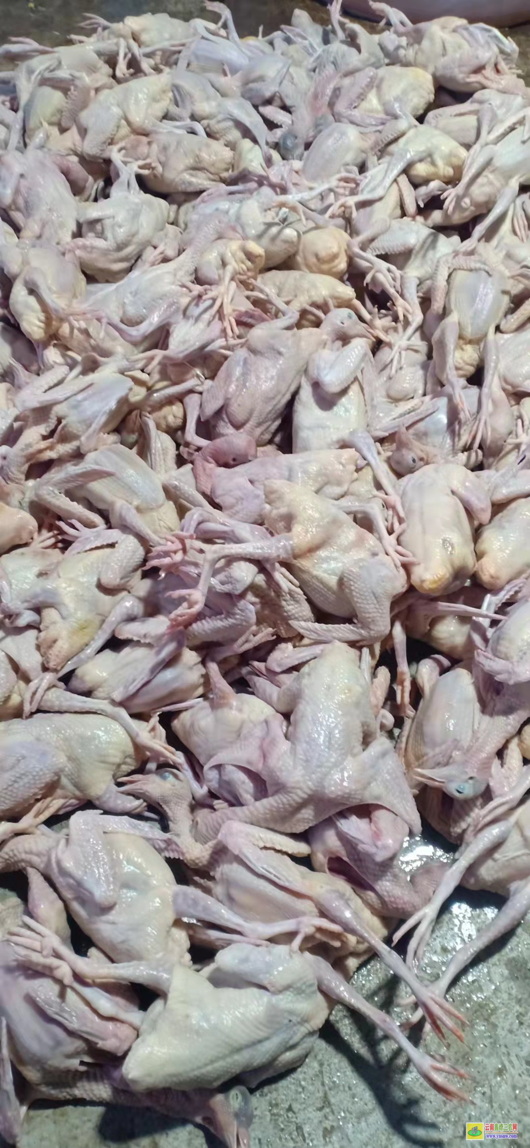平陰肉鴿價(jià)格市場(chǎng)行情 特留種鴿價(jià)格 肉鴿價(jià)格行情表