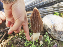 祿勸羊肚菌價(jià)格走勢圖 羊肚菌種植前景和效益 羊肚菌菌種檢驗(yàn)圖1
