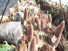 東川羊肚菌價格多少錢一斤2020 羊肚菌種植周期要多久圖1