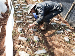 瀘水羊肚菌價格多少錢一斤2020 羊肚菌種植土壤要求圖1