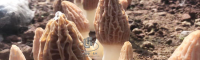 牟定羊肚菌價(jià)格多少錢(qián)一斤2020 羊肚菌種植前景和效益