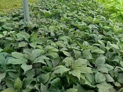 淮北竹節(jié)參價(jià)格表 2020年竹節(jié)參價(jià)格表 竹節(jié)參價(jià)格暴漲的原因圖1