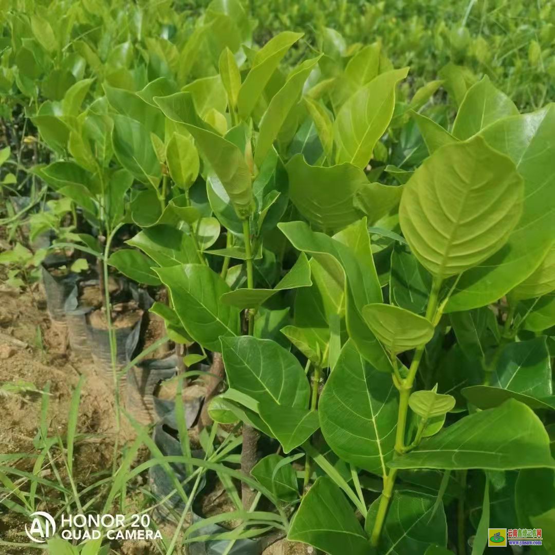 泰國12號菠蘿蜜苗多少錢一只 泰國八號菠蘿蜜苗價格 5米高菠蘿蜜樹值多少錢