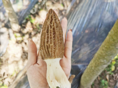 羊肚菌種植基地技術(shù)方法 陜西羊肚菌種植項目 羊肚菌種植培訓(xùn)圖3