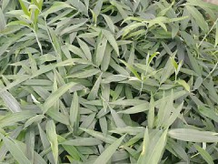 畢節(jié)現(xiàn)挖黃精苗子圖片 黃精苗是怎么樣的 黃精哪里產(chǎn)的好圖1