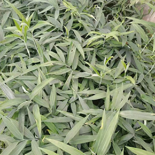 畢節(jié)現(xiàn)挖黃精苗子圖片 黃精苗是怎么樣的 黃精哪里產(chǎn)的好