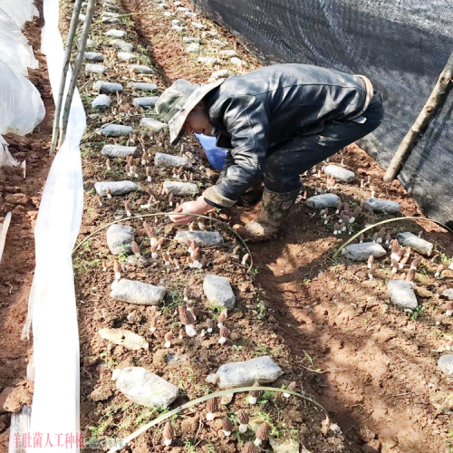 重慶優(yōu)質(zhì)羊肚菌加盟種植 羊肚菌銷售渠道介紹 什么價
