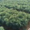 樂山【華山松苗木】等級(jí) 華山松苗木價(jià)格 華山松苗木批發(fā)基地