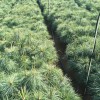 迪慶【華山松】價(jià)格表2019 華山松苗木等級 華山松苗木