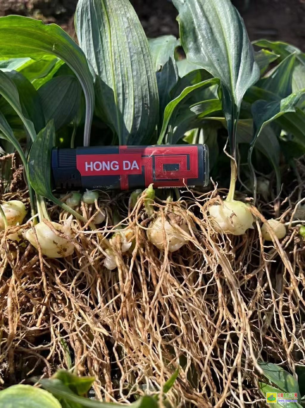 白云[黃精種子]的催芽育苗方法 【黃精種子】價(jià)格多少一斤 【黃精種子】育苗技術(shù)