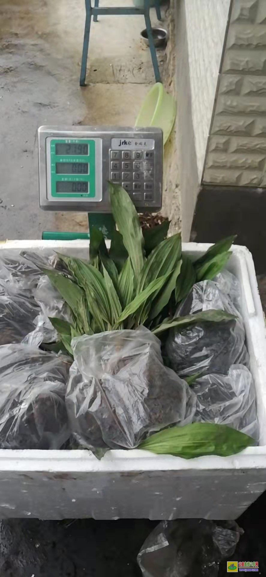黔東[毛慈菇苗]咋賣的呢 【毛慈菇種子】能繁殖 【毛慈菇種子】怎么繁殖