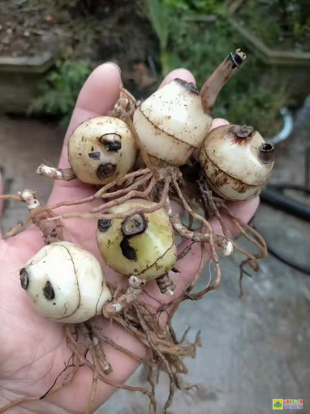 銅仁[毛慈菇苗]瓶苗價(jià)格 【毛慈菇種子】催芽技術(shù) 【毛慈菇種子】怎么繁殖