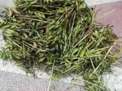 昆明 【毛慈菇苗】種子催芽 毛慈菇苗價格多少錢 毛慈菇種植技術視頻圖1