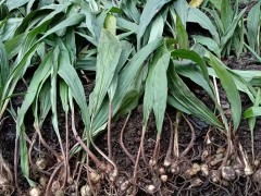 玉溪 毛慈菇種子能繁殖能出來苗嗎 毛慈菇苗瓶苗價格 毛慈菇種植技術(shù)視頻圖1