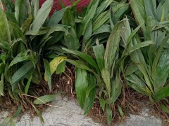 玉溪 毛慈菇種子能繁殖能出來苗嗎 毛慈菇苗瓶苗價格 毛慈菇種植技術(shù)視頻圖2