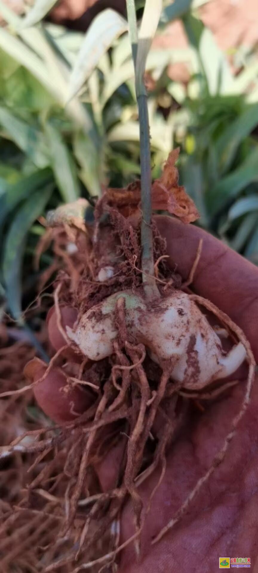 興仁【黃精種子】種植方法 【黃精種子】育苗技術(shù)步驟 多花【黃精種子】圖片
