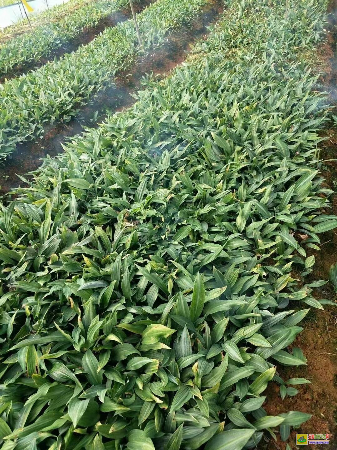 荊州[黃精種子]繁殖技術 【黃精種子】催芽技術 【黃精種子】千粒重多少
