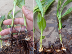廣西白芨苗價格 白芨苗多少錢一斤 哪里賣白芨苗圖3