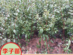 海南三亞蜂糖李子苗批發(fā) 李子苗價格 大紅袍李子苗價格圖2