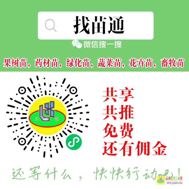 雙江【蔬菜苗】銷售平臺 微信搜一搜[找苗通] 苗木批發(fā)平臺網(wǎng)