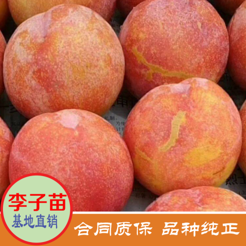 河南南陽(yáng)李子苗價(jià)格是多少 美國(guó)恐龍蛋李子苗價(jià)格