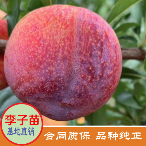 湖南婁底蜂糖李子苗批發(fā) 美國(guó)恐龍蛋李子苗價(jià)格