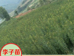 湖南婁底蜂糖李子苗批發(fā) 美國恐龍蛋李子苗價格圖3