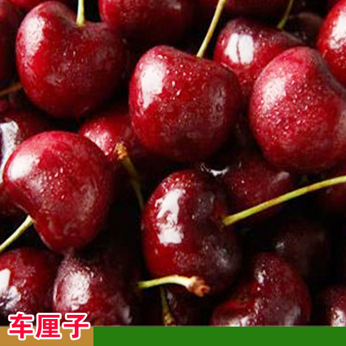 達(dá)州車(chē)?yán)遄訕?shù)苗在哪里能買(mǎi)到 車(chē)?yán)遄訕?shù)苗幾月種植 一畝種多少車(chē)?yán)遄訕?shù)苗