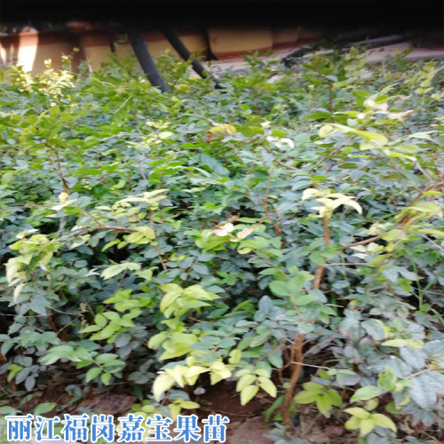 東風鄉(xiāng)福崗嘉寶果苗價格 嘉寶果樹施什么肥才長果 嘉寶果樹葡萄價格