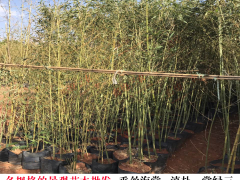 新平云南苗木基地 昆明的苗木基地推薦 昆明苗木網(wǎng)圖2