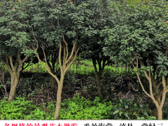 永善昆明綠化苗木 昆明花卉基地 昆明苗木基地苗木價(jià)格圖3