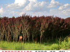 永善昆明綠化苗木 昆明花卉基地 昆明苗木基地苗木價(jià)格圖1