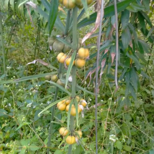 盤縣湖南黃精價(jià)格多少錢一斤 黃精苗哪里有 哪里的黃精好
